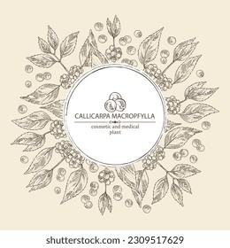 Background with callicarpa macrophylla: callicarpa macrophylla plant, leaves and callicarpa macrophylla berries. Cosmetic, perfumery and medical plant. Vector hand drawn illustration