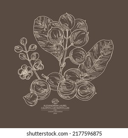 Background with calophyllum inophyllum: plant, leaves, alexandria laurelnuts and calophyllum inophyllum flowers. Alexandria laurelnuts. Cosmetic, perfumery and medical plant. Vector hand drawn