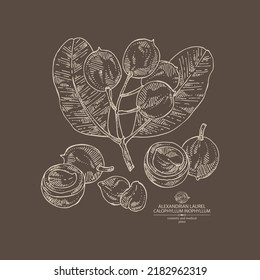 Background with calophyllum inophyllum: plant, leaves, alexandria laurelnuts and calophyllum inophyllum flowers. Alexandria laurelnuts. Cosmetic, perfumery and medical plant. Vector hand