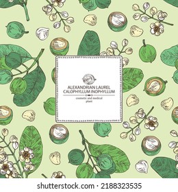 Background with calophyllum inophyllum: plant, leaves, alexandria laurelnuts and calophyllum inophyllum flowers. Alexandria laurelnuts. Cosmetic, perfumery and medical plant. Vector hand