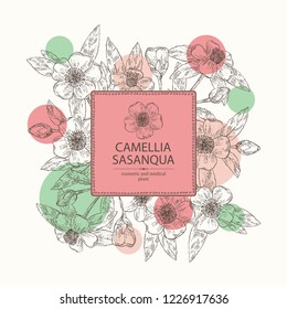 Background with camellia sasanqua: leaves, camellia sasanqua flowers and bud. Cosmetic, perfumery and medical plant. Vector hand drawn illustration