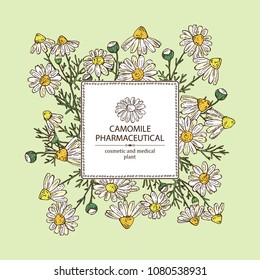 Background with camomile: leaves, seeds and flowers. Cosmetic and medical plant. Vector hand drawn illustration.