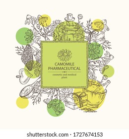 Background with camomile: leaves, seeds, flowers, essential oil, soap and bath salt . Cosmetic, perfumery and medical plant. Vector hand drawn illustration. 