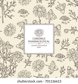 Background with camomile:  leaves, seeds and flowers. Cosmetic and medical plant. Vector hand drawn illustration.