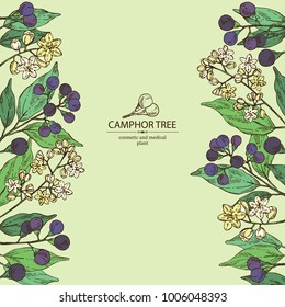 Background with camphor: branch of camphor tree, leaves, berries and camphor flowers. Perfumery, cosmetics and medical plant. Vector hand drawn illustration.