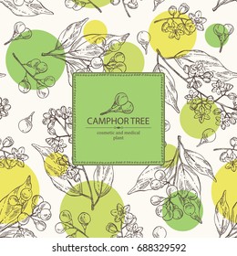 Background with camphor: branch of camphor tree, leaves, berries and camphor flowers. Perfumery, cosmetics and medical plant. Vector hand drawn illustration,