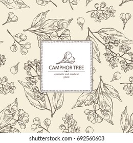 Background with camphor: branch of camphor tree, leaves, berries and camphor flowers. Perfumery, cosmetics and medical plant. Vector hand drawn illustration,