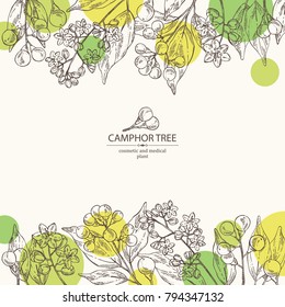 Background with camphor: branch of camphor tree, leaves, berries and camphor flowers. Perfumery, cosmetics and medical plant. Vector hand drawn illustration.