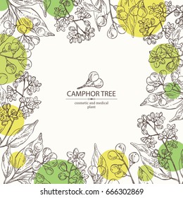 Background with camphor: Camphor Tree, leaves, berries and camphor flowers. Perfumery, cosmetics and medical plant. Vector hand drawn illustration