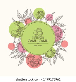 Background with camu camu: branch and camu camu fruit. Myciracy. Super food. Vector hand drawn illustration
