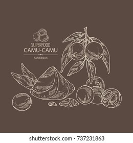 Background with camu camu: branch, camu camu powder, cocktail and fruit. Myciracy. Super food. Vector hand drawn illustration