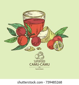 Background with camu camu: branch, camu camu powder, cocktail and fruit. Myciracy. Super food. Vector hand drawn illustration