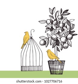 Background with canaries and citrus plant.  Vector sketch  illustration.