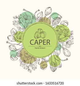 Background with caper: caper bud, pod and flower. Vector hand drawn illustration.