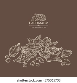 Background with cardamom. hand drawn