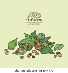 Background with cardamom. hand drawn.