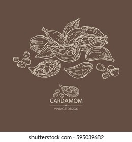 Background with cardamom. hand drawn