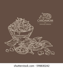 Background with cardamom. hand drawn