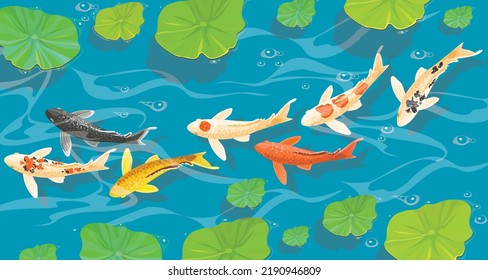 Background with carps koi fish under water