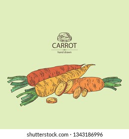 Background with carrot: full carrot and slices. Vector hand drawn illustration