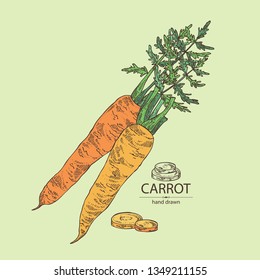 Background with carrot: full carrot and slices. Vector hand drawn illustration