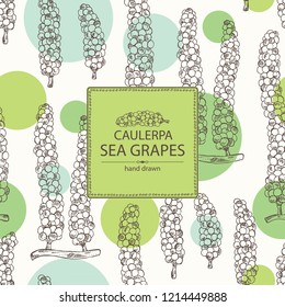 Background with caulerpa: sea grapes seaweed. Green algae. Edible seaweed. Vector hand drawn illustration.