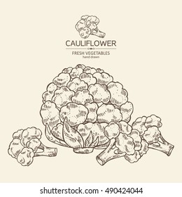 Background with cauliflower. hand drawn