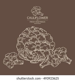 Background with cauliflower. hand drawn