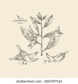 Background with cayenne pepper: cayenne pepper plant, seeds and whole cayenne pepper. Vector hand drawn illustration.