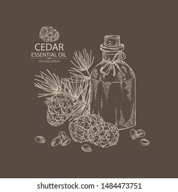 Background with cedar and bottle of cedar essential oil. Cosmetic, perfumery and medical plant. Vector hand drawn illustration.