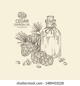 Background with cedar and bottle of cedar essential oil. Cosmetic, perfumery and medical plant. Vector hand drawn illustration.