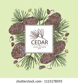 Background with cedar: branch of cedar with cedar cone. Cosmetics and medical plant. Vector hand drawn illustration.