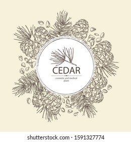 Background with cedar: branch of cedar with cedar cone. Cosmetics and medical plant. Vector hand drawn illustration.