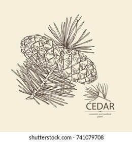 Background with cedar: branch of cedar with cedar cone. Cosmetics and medical plant. Vector hand drawn illustration