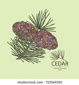 Background with cedar: branch of cedar with cedar cone. Cosmetics and medical plant. Vector hand drawn illustration.