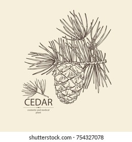 Background with cedar: branch of cedar with cedar cone. Cosmetics and medical plant. Vector hand drawn illustration.