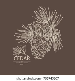 Background with cedar: branch of cedar with cedar cone. Cosmetics and medical plant. Vector hand drawn illustration.