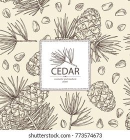 Background with cedar: branch of cedar with cedar cone. Cosmetics and medical plant. Vector hand drawn illustration.