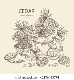 Background with cedar: branch, cedar cone, oil, soap and bath salt . Cosmetic and medical plant. Vector hand drawn illustration. 