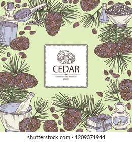 Background with cedar: branch, cedar cone, oil, soap and bath salt . Cosmetic and medical plant. Vector hand drawn illustration. 