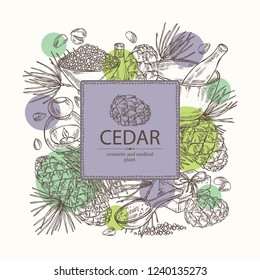 Background with cedar: branch, cedar cone, oil, soap and bath salt . Cosmetic and medical plant. Vector hand drawn illustration. 