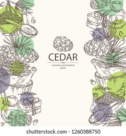 Background with cedar: branch, cedar cone, oil, soap and bath salt . Cosmetic and medical plant. Vector hand drawn illustration.