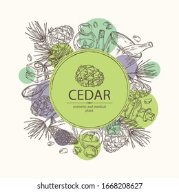 Background with cedar: branch, cedar cone, oil, soap and bath salt . Cosmetic and medical plant. Vector hand drawn illustration