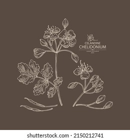 Background with celandine: celandine plant, leaves and celandine flowers. Chelidonium. Cosmetics and medical plant. Vector hand drawn illustration.