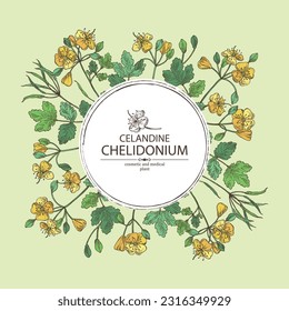 Background with celandine: celandine plant, leaves and celandine flowers. Chelidonium. Cosmetics and medical plant. Vector hand drawn illustration.
