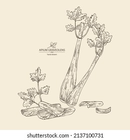 Background with celery: celery plant, leaves and piece of celery. Apium graveolens. Vector hand drawn illustration. 