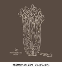 Background with celery: celery plant, leaves and piece of celery. Apium graveolens. Vector hand drawn illustration. 