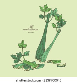 Background with celery: celery plant, leaves and piece of celery. Apium graveolens. Vector hand drawn illustration. 
