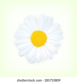 Background with chamomile. High quality vector. EPS10 vector
