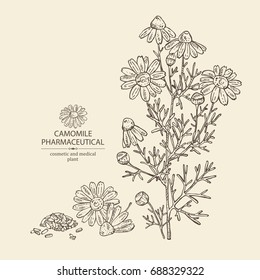 Background with chamomile:  leaves, seeds and flowers. Cosmetic and medical plant. Vector hand drawn illustration.